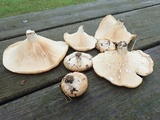Lactarius psammicola image