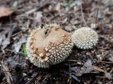 Lycoperdon marginatum image