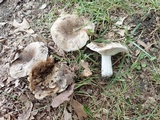 Russula densifolia image