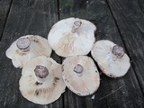 Russula densifolia image