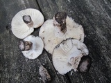 Russula dissimulans image