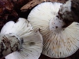 Russula dissimulans image