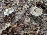 Russula dissimulans image