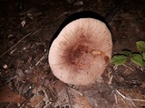 Lactarius helvus image