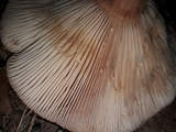 Lactarius helvus image