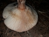 Lactarius helvus image
