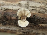 Poronidulus conchifer image