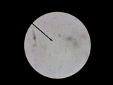 Albatrellus cristatus image