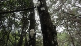 Tremella fuciformis image