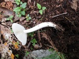 Amanita sect. Vaginatae image