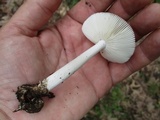 Amanita sect. Vaginatae image