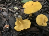 Cantharellus tenuithrix image