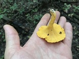 Cantharellus tenuithrix image