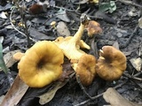 Cantharellus lewisii image