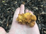 Cantharellus lewisii image