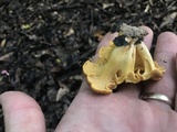 Cantharellus lewisii image