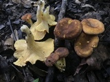 Cantharellus lewisii image