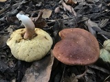 Xanthoconium affine image