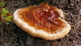 Ganoderma sessile image