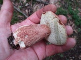 Boletus subcaerulescens image