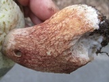 Boletus subcaerulescens image