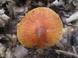 Cortinarius corrugatus image