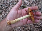 Cortinarius corrugatus image