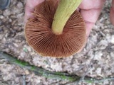 Cortinarius corrugatus image