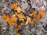 Cantharellus ignicolor image