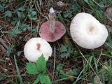 Laccaria ochropurpurea image