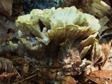 Thelephora vialis image