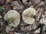 Lactarius atroviridis image