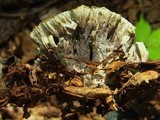 Thelephora vialis image