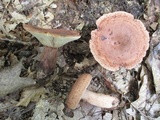 Lactarius quietus image
