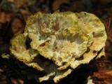 Thelephora vialis image