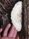 Tyromyces chioneus image