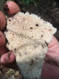 Tyromyces chioneus image