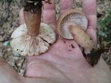 Lactarius quietus var. incanus image