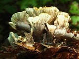 Thelephora vialis image