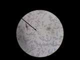Lactarius quietus image