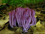 Clavaria zollingeri image