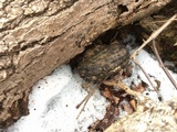 Galzinia incrustans image