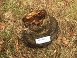 Galzinia incrustans image