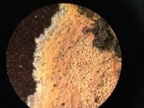 Galzinia incrustans image