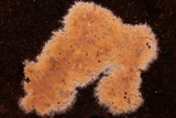Galzinia incrustans image