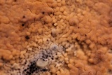 Galzinia incrustans image