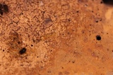 Galzinia incrustans image