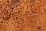 Galzinia incrustans image