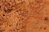 Galzinia incrustans image