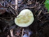 Lactarius maculatipes image